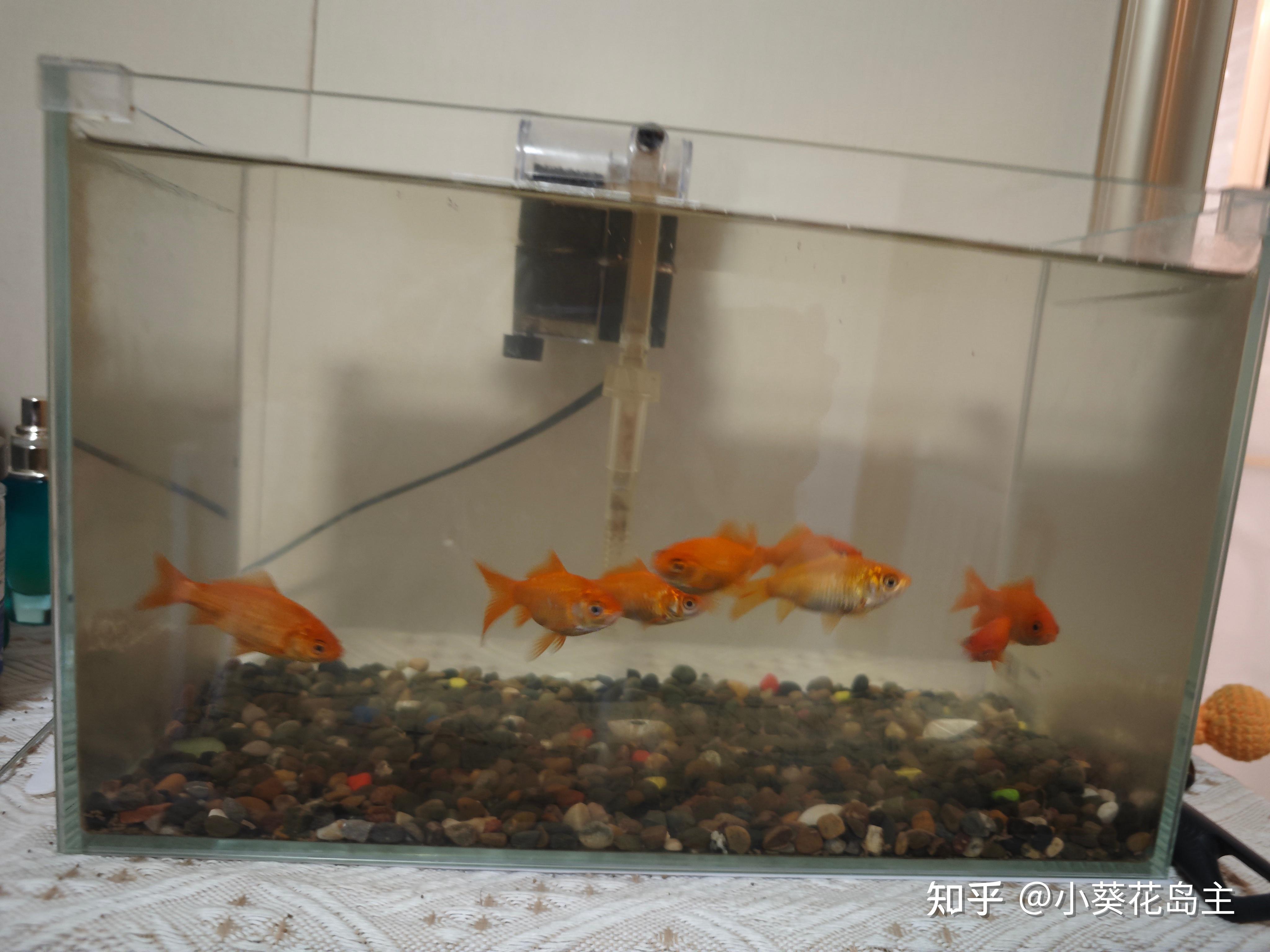 致富经金鱼养殖视频(致富经观赏鱼养殖视频)