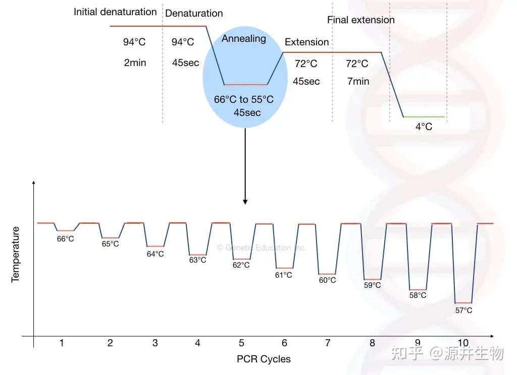 高GC含量片段——PCR扩增难题如何解决? - 知乎
