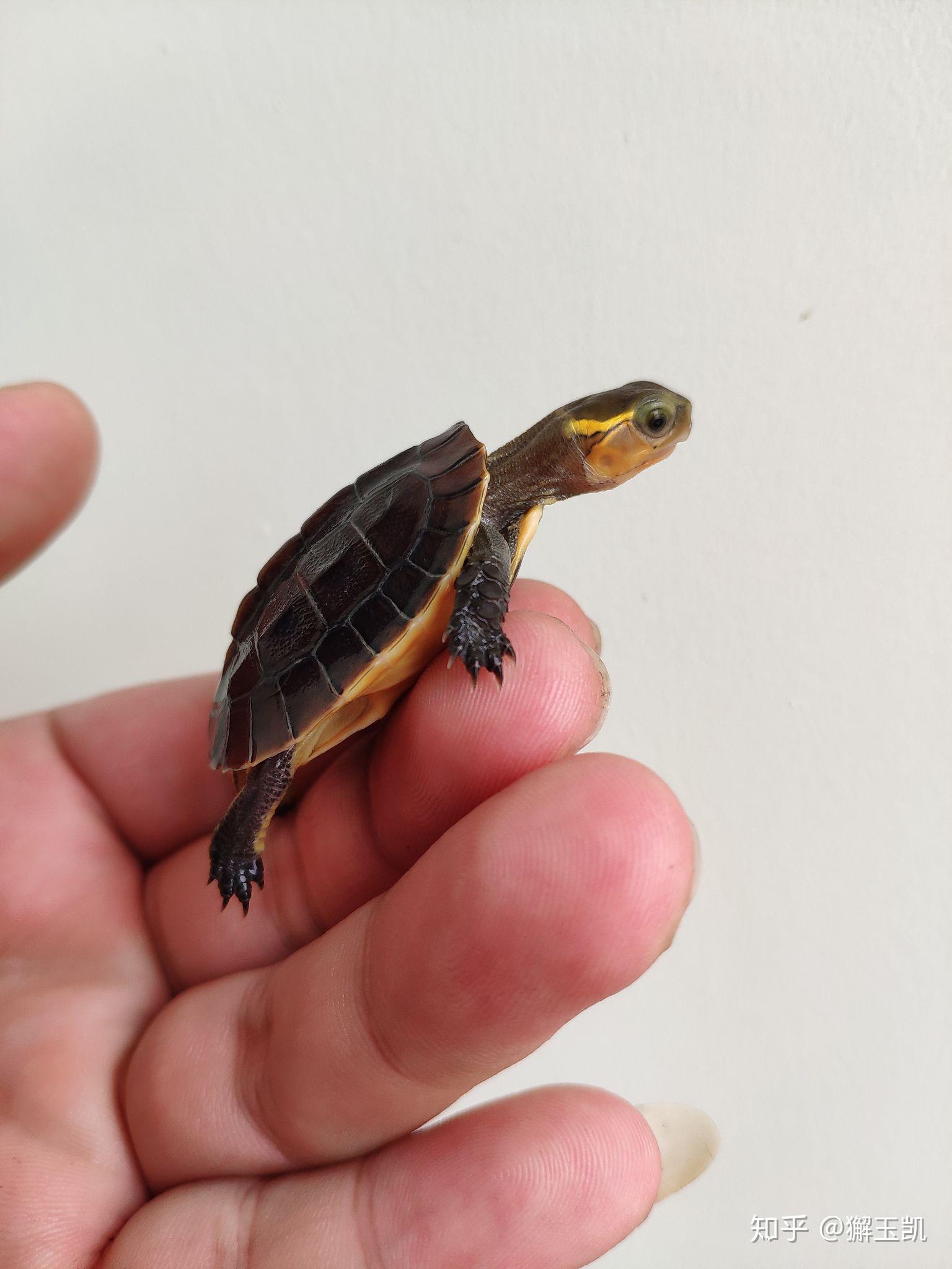 巴西龟龟苗如何饲养?