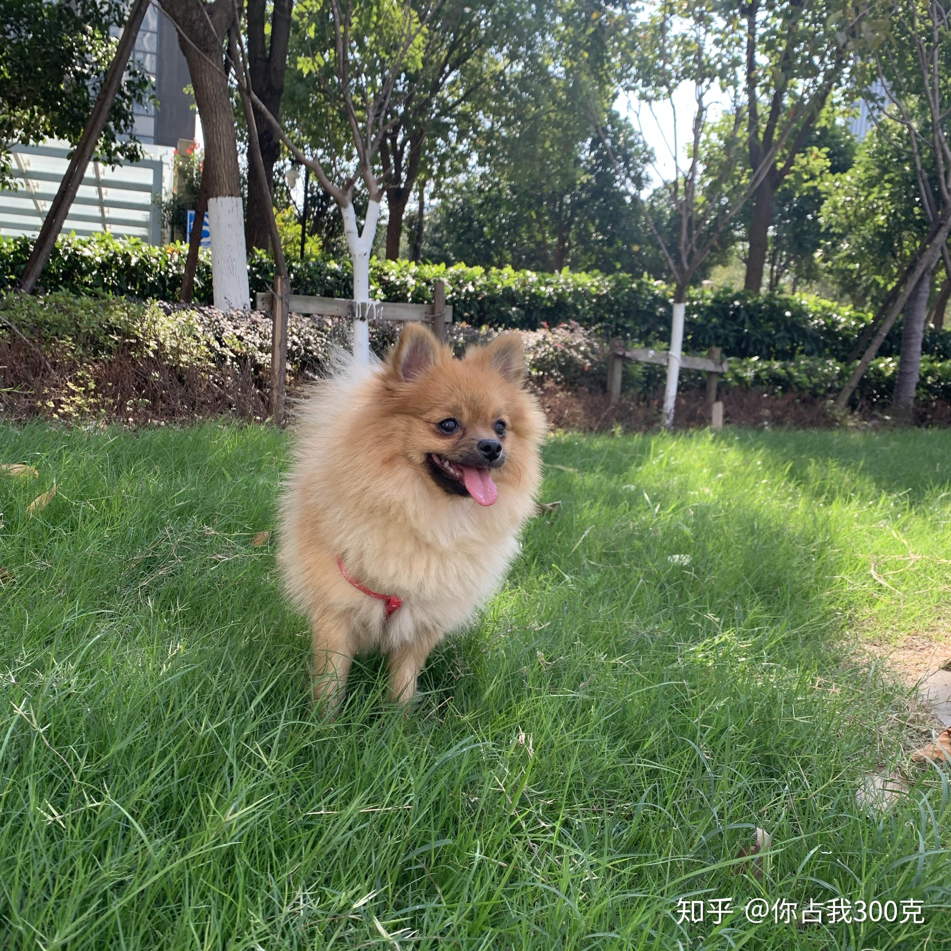黄博美幼崽嘴是黑色的长大了能褪掉吗