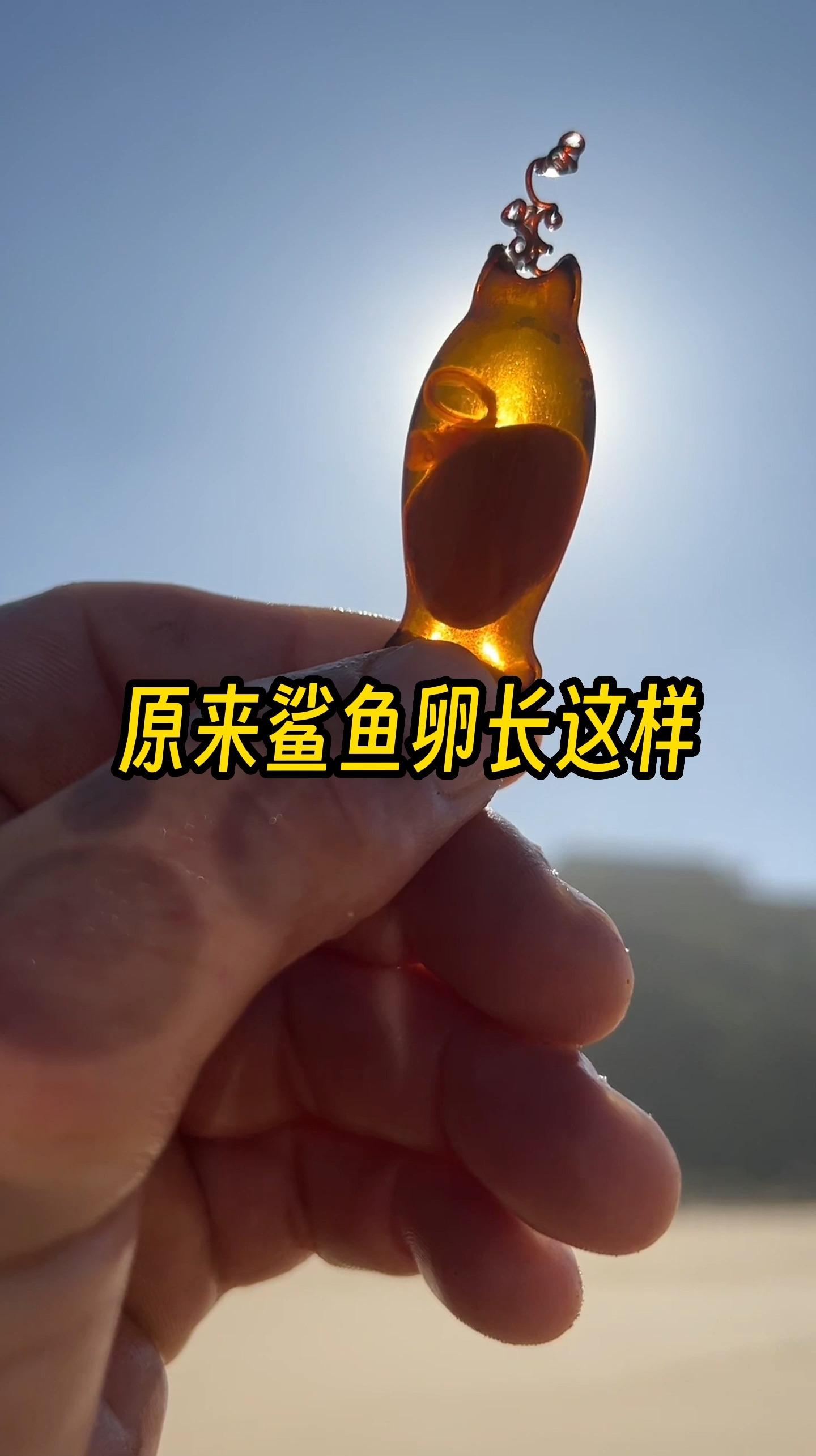 原来鲨鱼卵长这样啊仔细看里面还有只活的鲨鱼宝宝在动