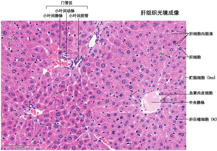 肝脏组织结构i