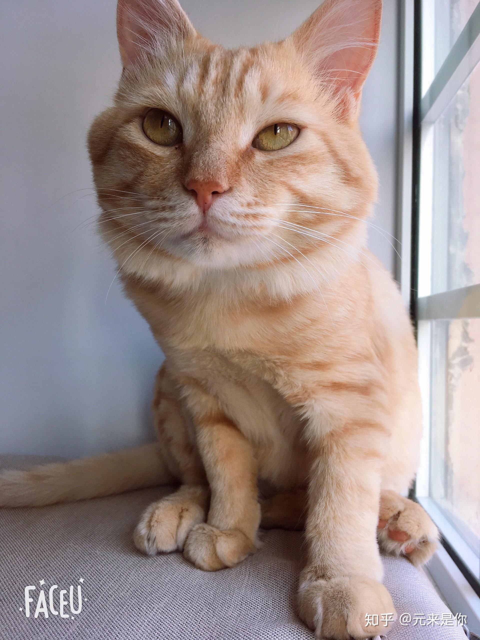 你见过最好看的橘猫长什么样