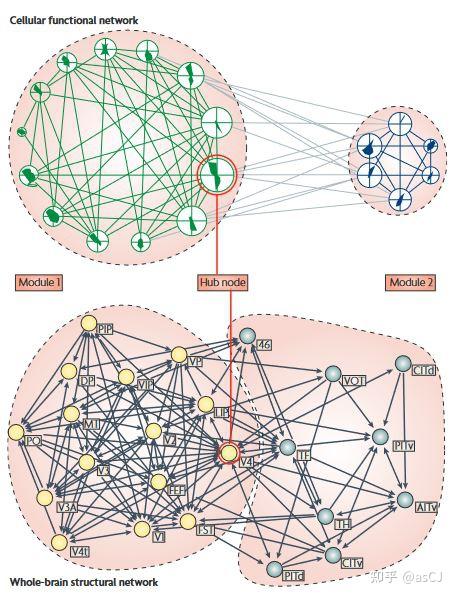 Complex brain network: graph theoretical analysis of structural and ...