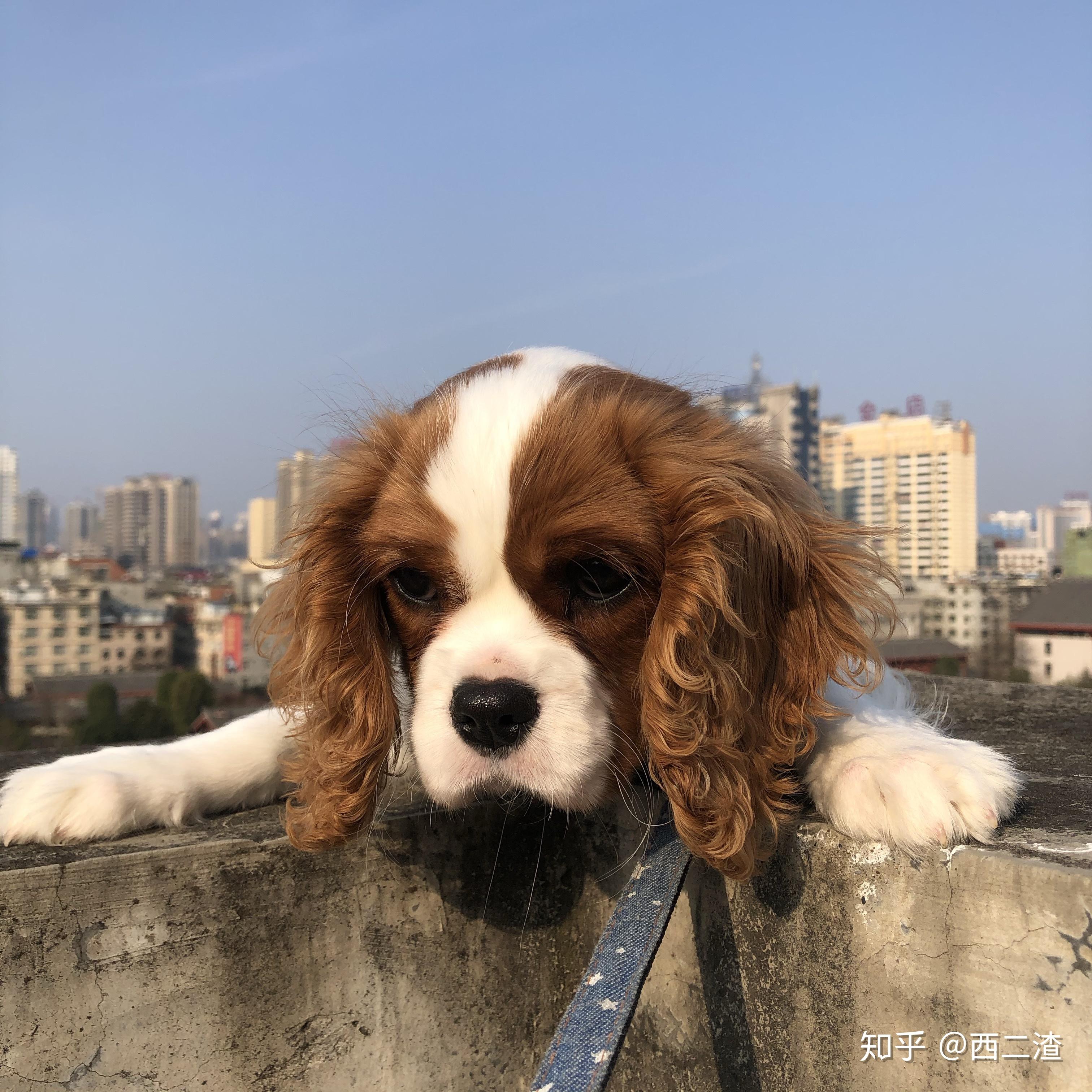 養騎士查理王小獵犬是什麼體驗