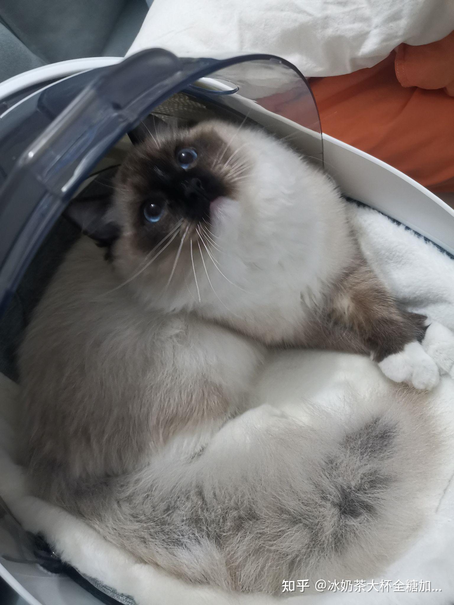 布偶猫能黑到什么程度?