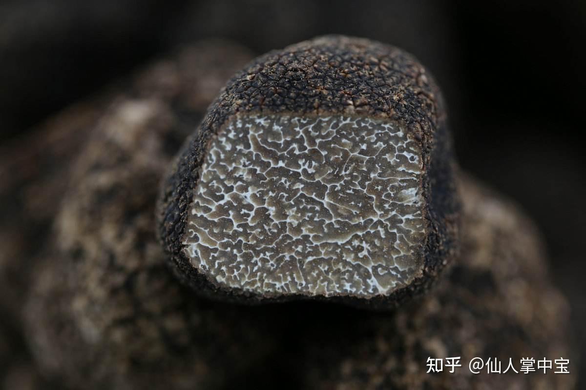 被欧洲称为世界珍馐的松露，在中国为何是母猪挚爱的「猪拱菌」？ - 知乎