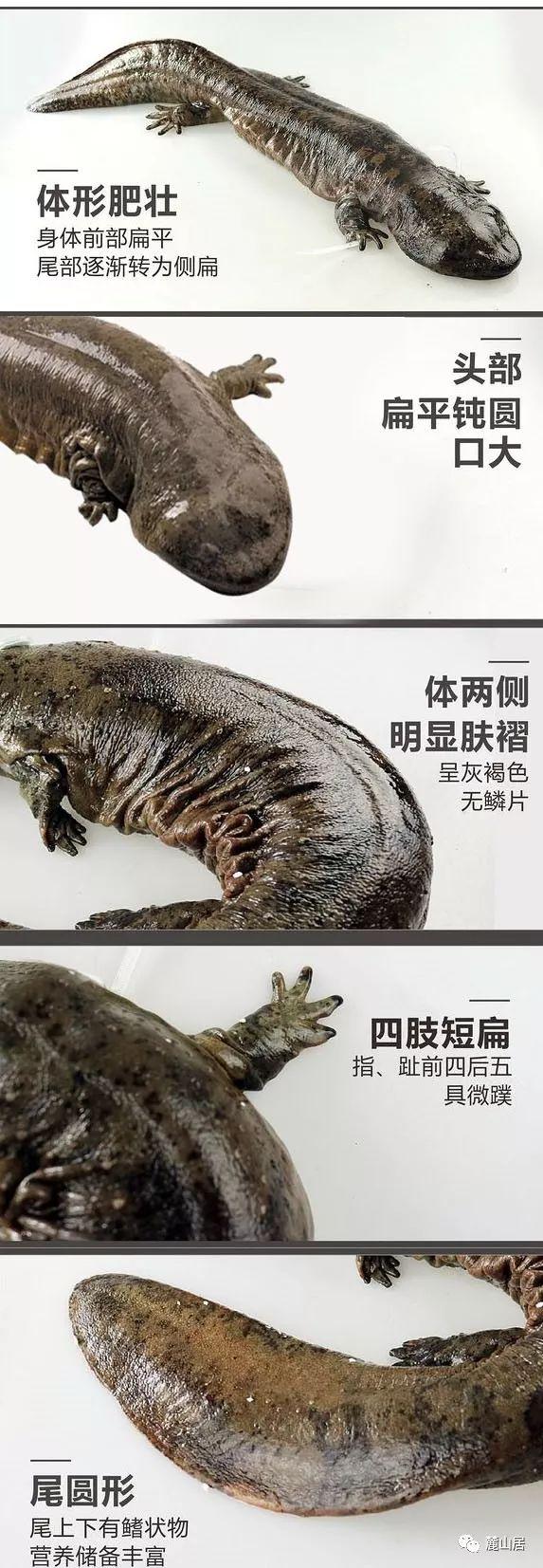 来自3.5亿年前的神秘生物.大鲵 - 知乎