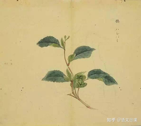 《诗经》中那些美了千年的草木 - 知乎