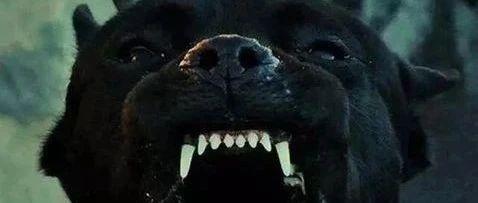 成都两岁女童被烈犬撕咬，“狗咬人”事件频发的背后：不是“狗灾”，是“人祸” - 知乎