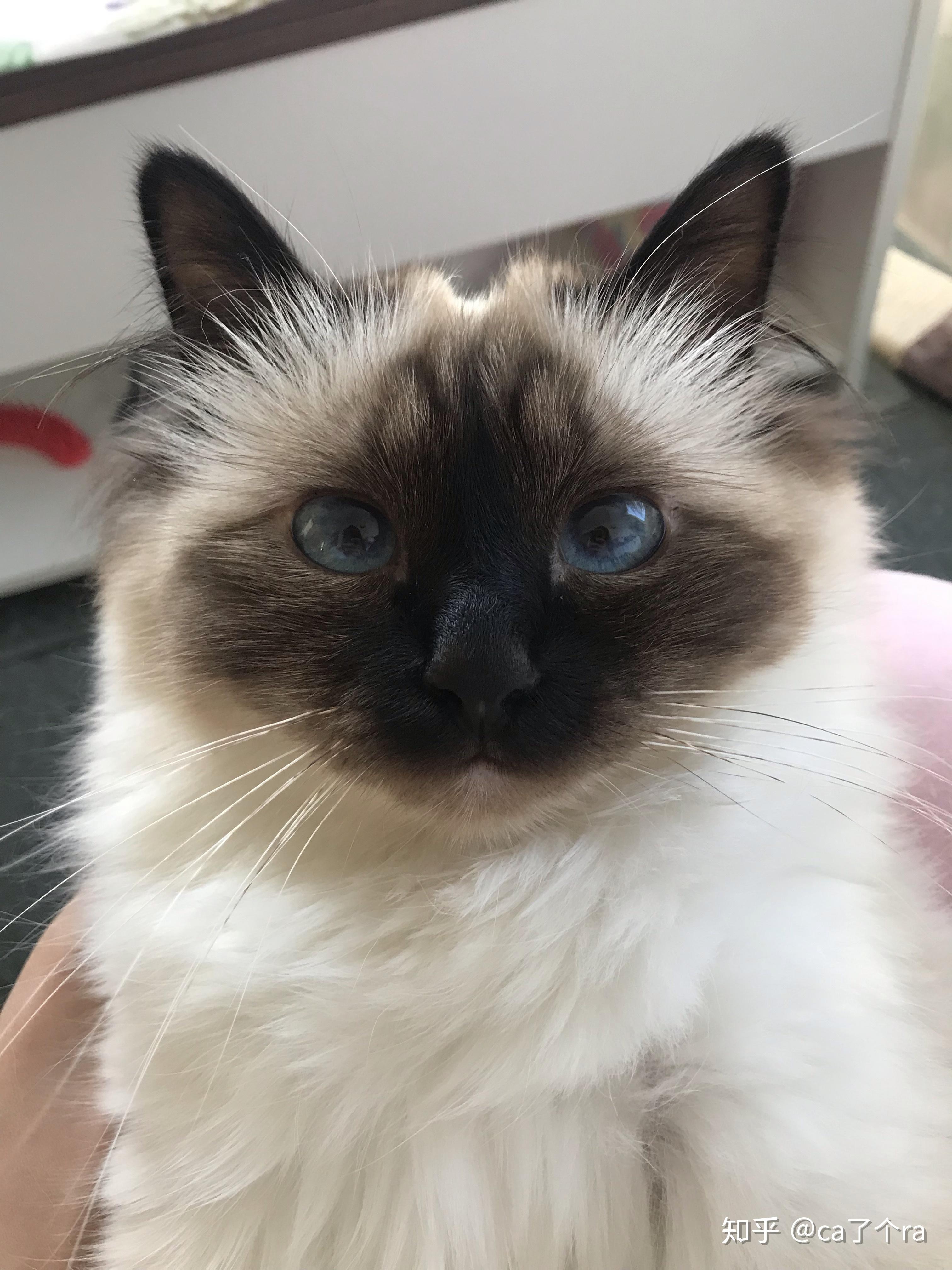 养伯曼猫是怎样一种体验? - 知乎