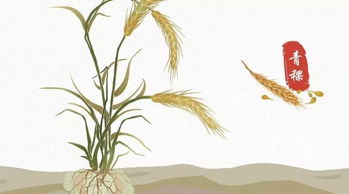 奶香青稞意面食谱