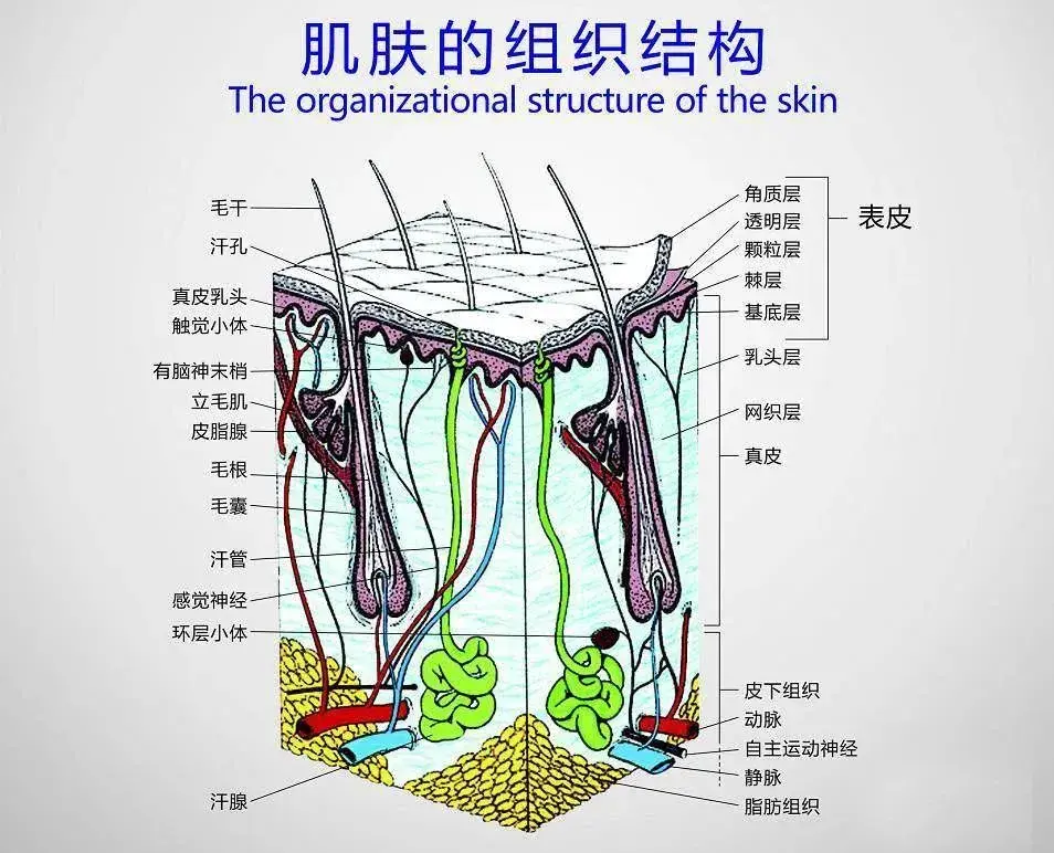 跖疣内部结构图图片