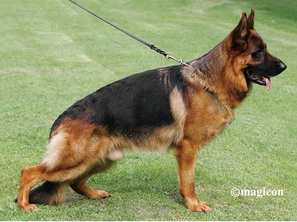 关于德牧的弓背平背品系血统