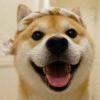 Zhihu profile picture for @handel