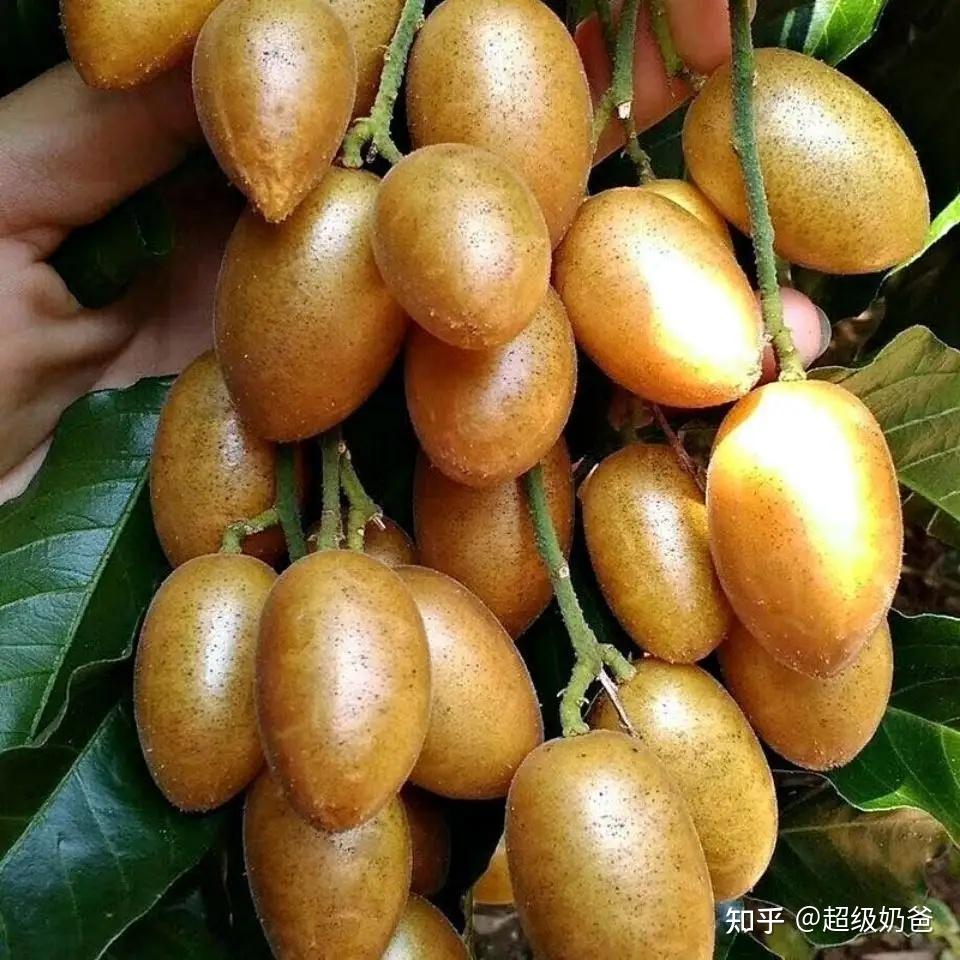黄皮果的营养价值如何？ - 知乎