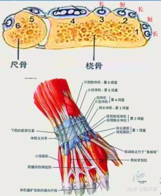腕关节及手部解剖 - 知乎