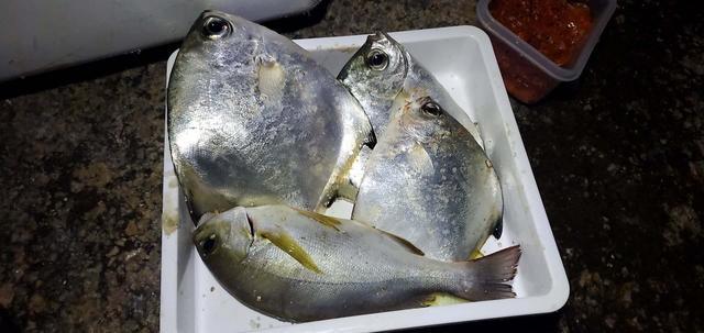 深圳周边哪里可以钓到大眼鲳大眼鲳怎么钓