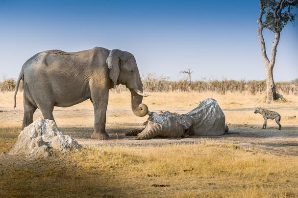 行走12小时只为追悼主人：大象，与人类情感最相似的动物之一- 知乎