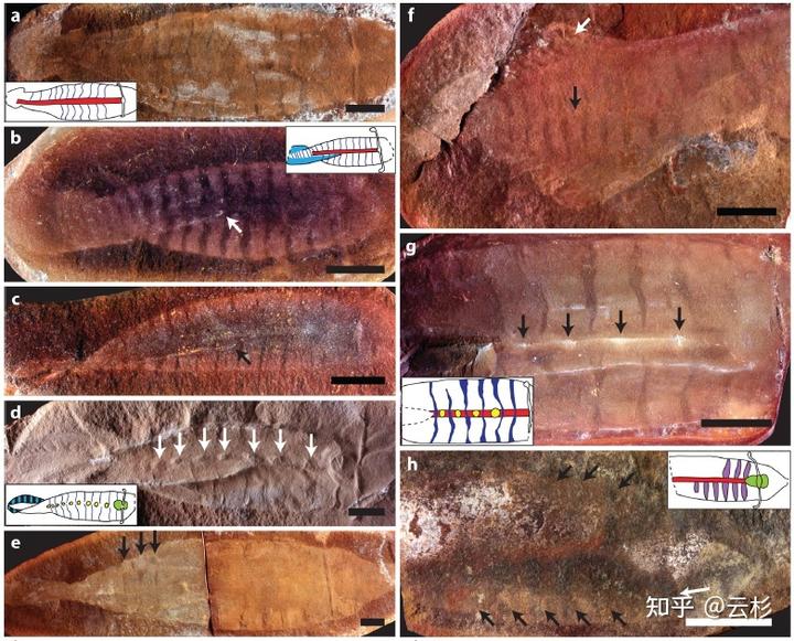 有哪些物种看起来像 AI 生成的，但在自然界真实存在？