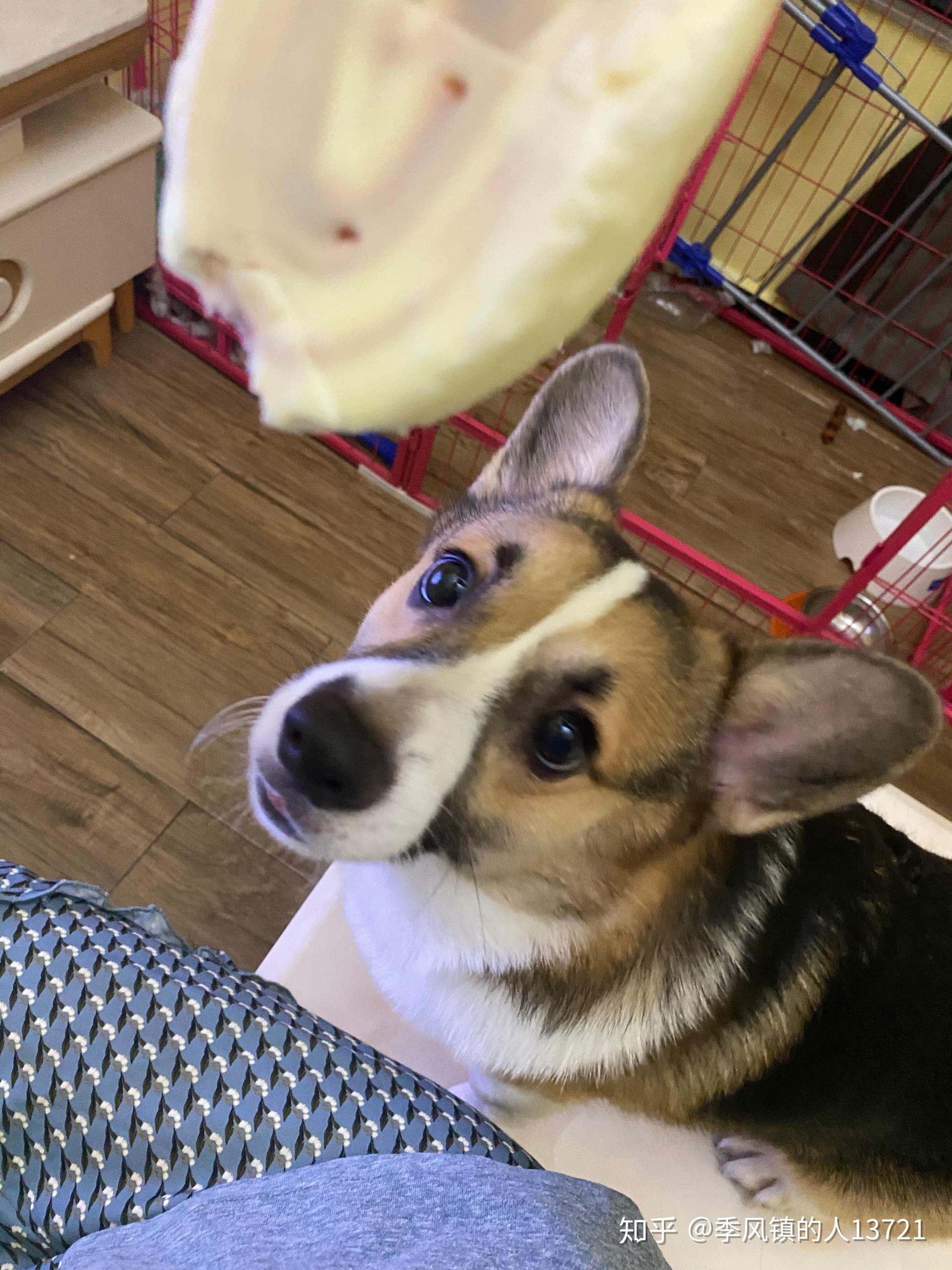 请问我家柯基这黑色嘴毛还能还能褪吗? - 知乎