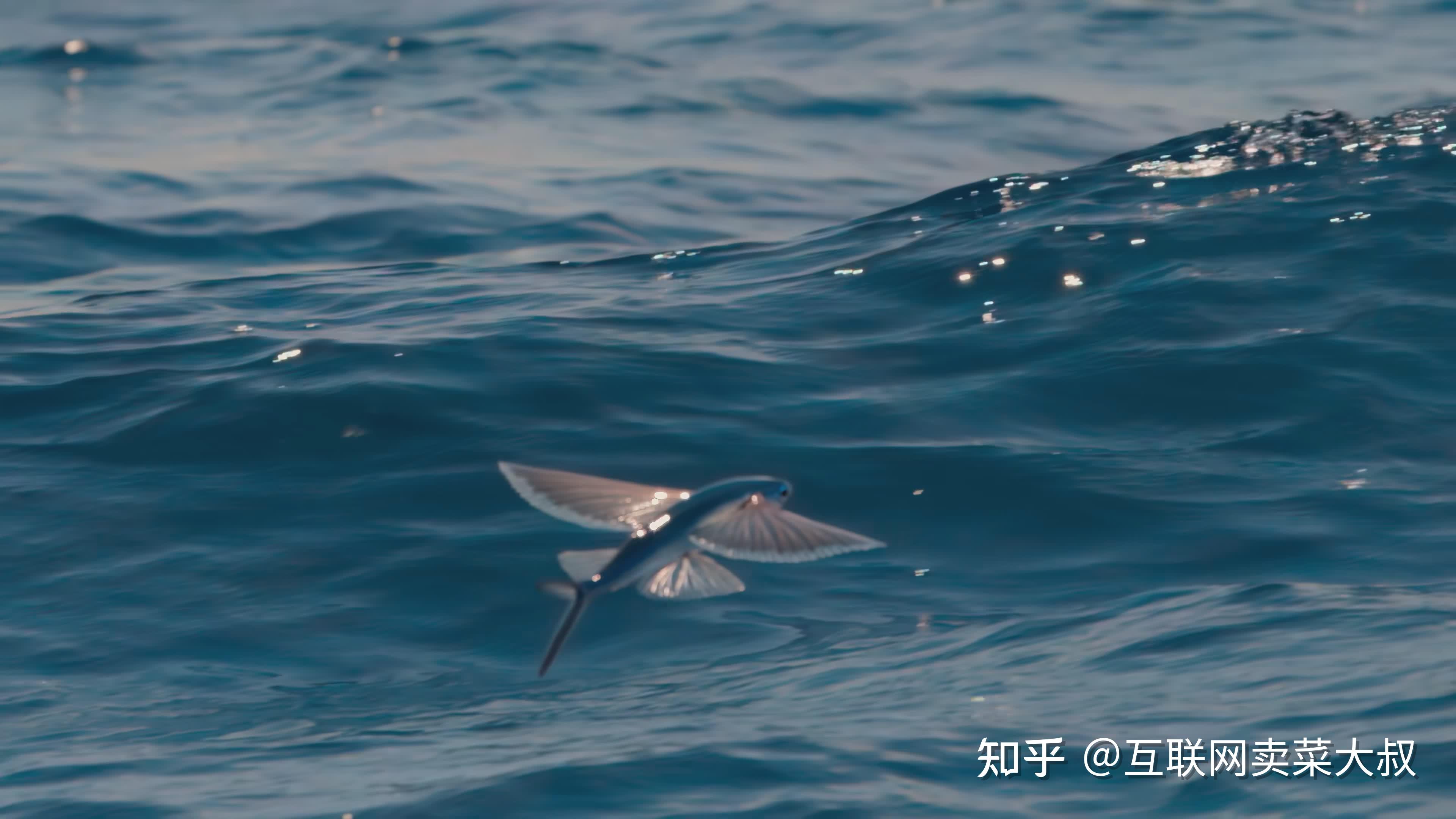 如何评价纪录片地球脉动第三季