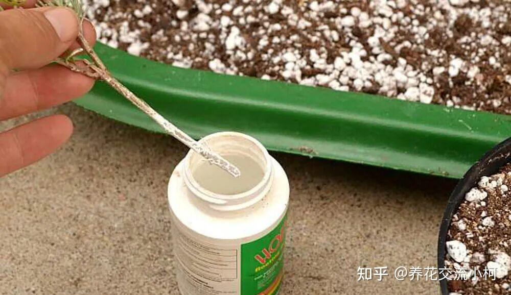 生根粉和生根剂有啥区别?普通花友该怎么选? - 知乎