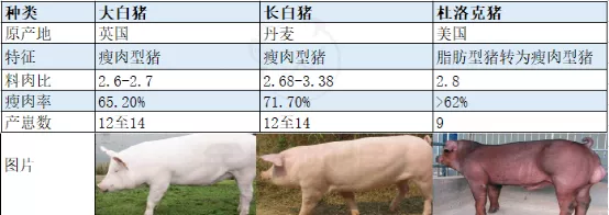 猪胴体瘦肉率 - 知乎