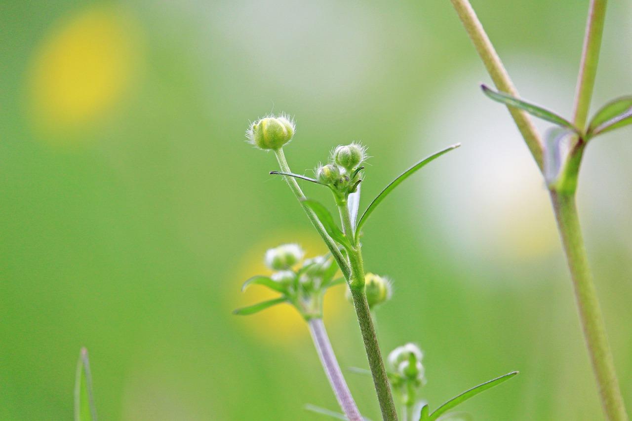 风吹过，草波动