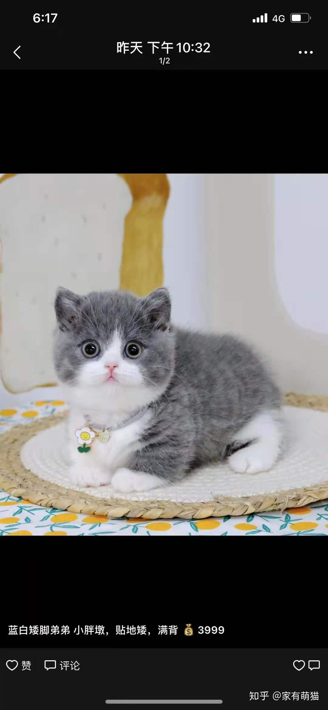 英短蓝白矮脚,4500左右能拿下吗?很纠结? - 知乎