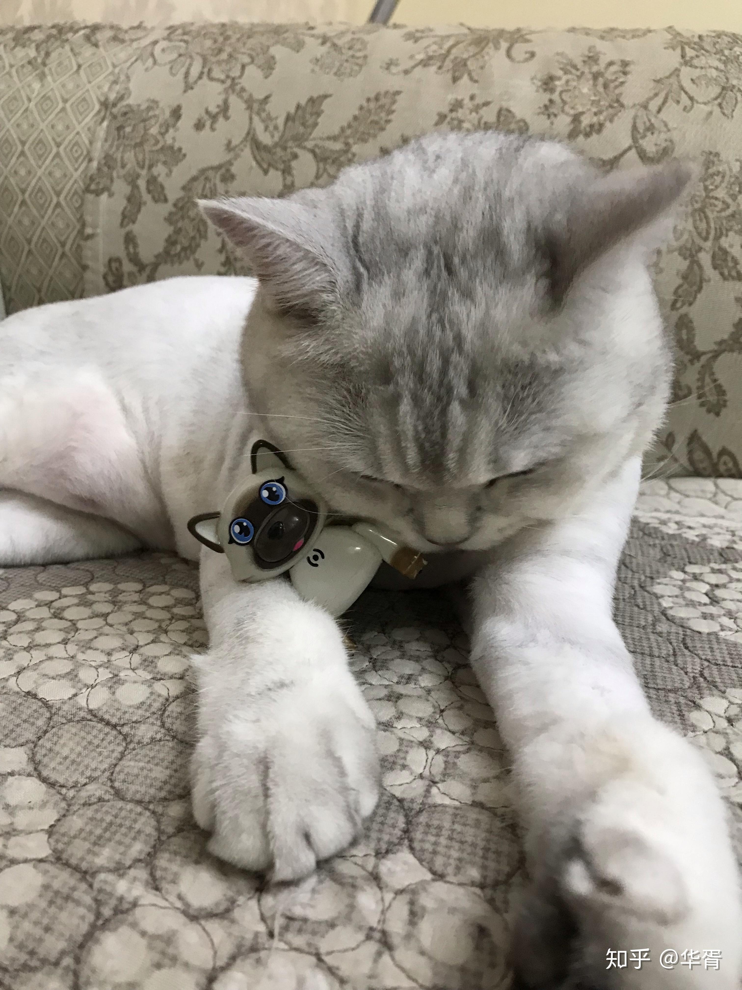 银渐层英短可以剃毛吗 ,主要是因为夏天到了掉毛厉害. - 知乎