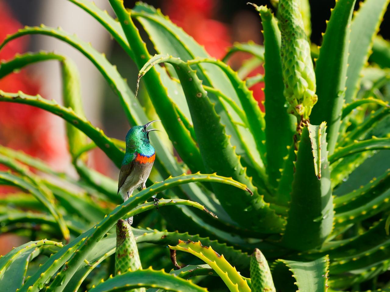 3. 种植方法简单
