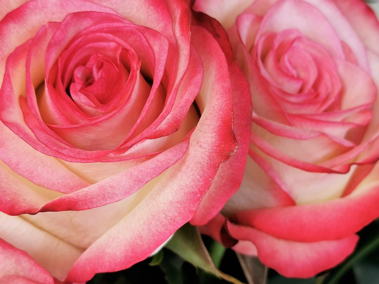 玫瑰花什么开花