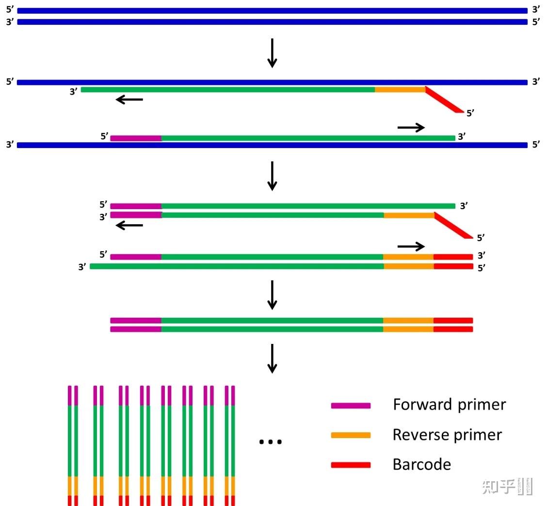 pcr技术图解引物延伸图片