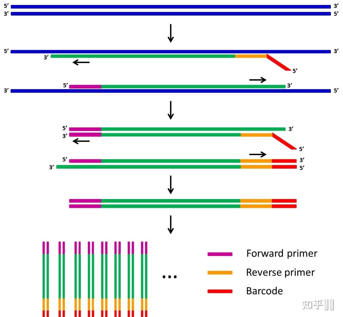 pcr技术为什么要设置两条不同的引物? - 知乎