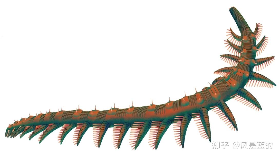 叶足动物门 Lobopodia的梳理 - 知乎