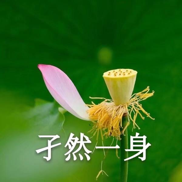 心如止水正峰表情包图片