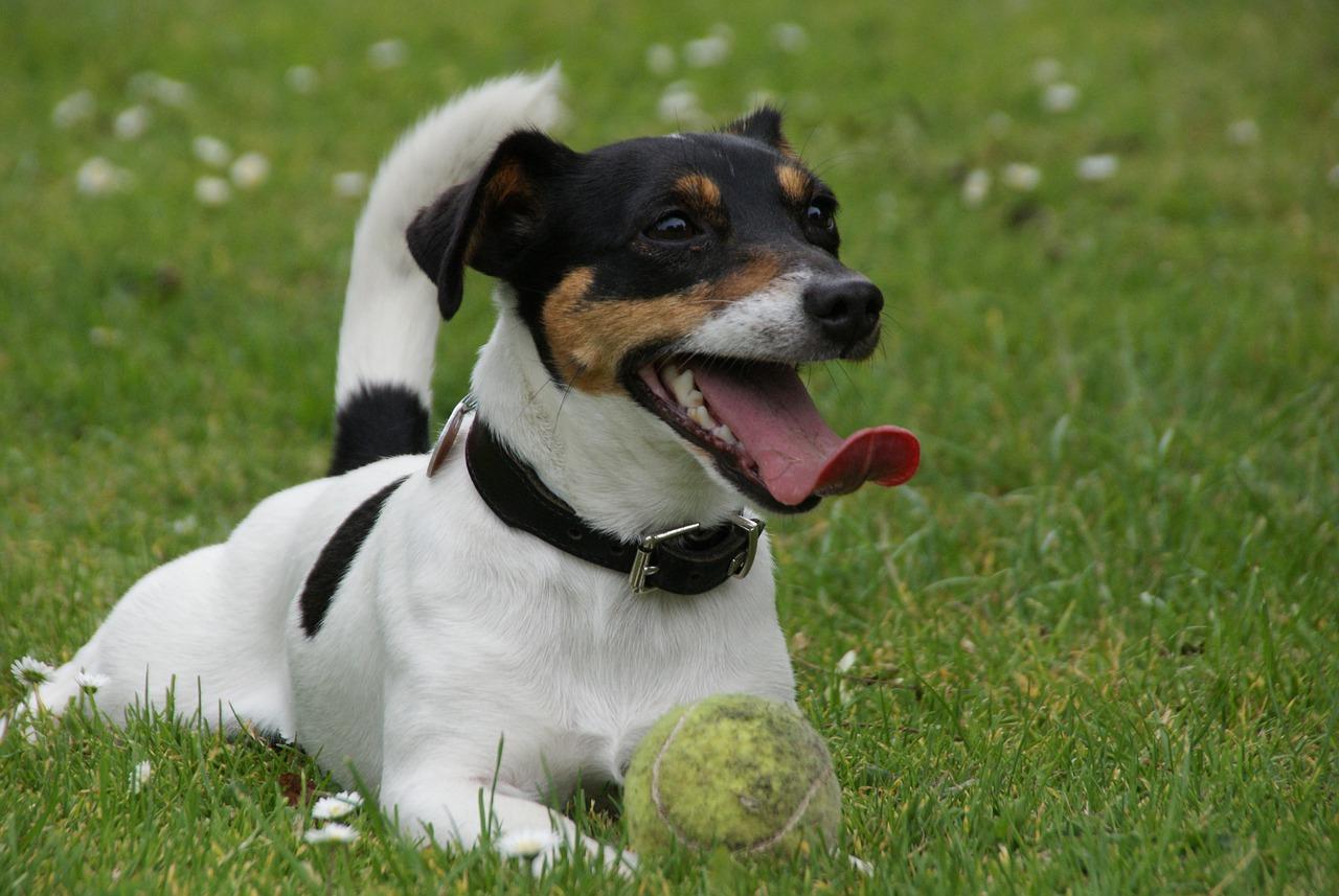 小兔子的饮食习惯