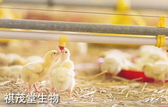 治疗禽常见呼吸道病的措施,怎么治疗禽常见呼吸道病? - 知乎