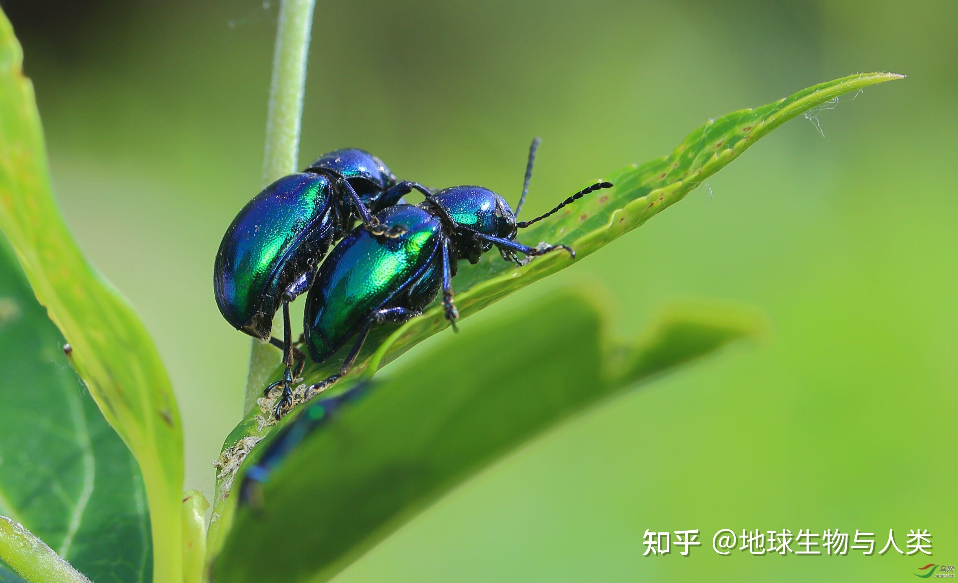 【动物界全系列】扁虫下目—金花虫总科〈叶甲总科〉 - 知乎
