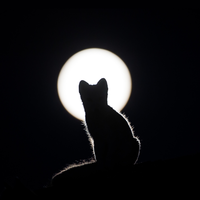 Zhihu profile picture for @tarmac