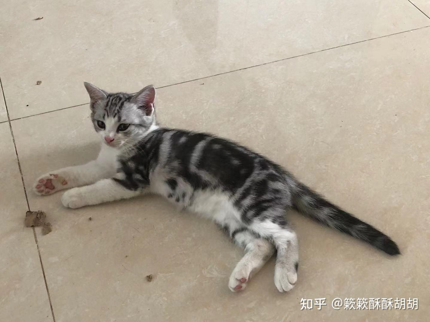 布偶串美短孩子长大啥样呢? - 知乎