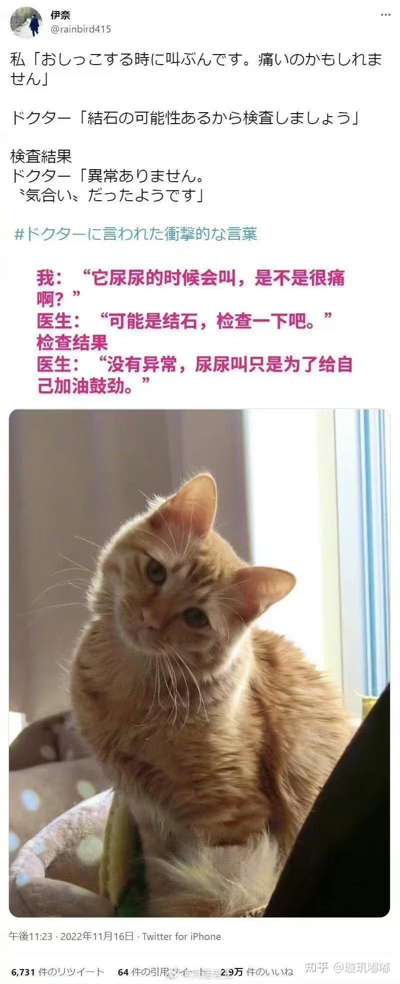 有哪些够你笑一辈子的沙雕图片？ - 知乎