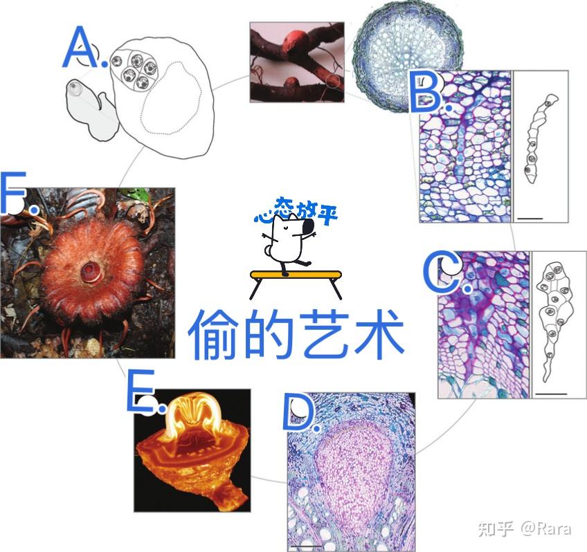 科学家苦寻 13 年发现全球罕见哈氏大王花，完全寄生无需光合作用，这种花为何这么罕见？还有哪些特点？ - 知乎