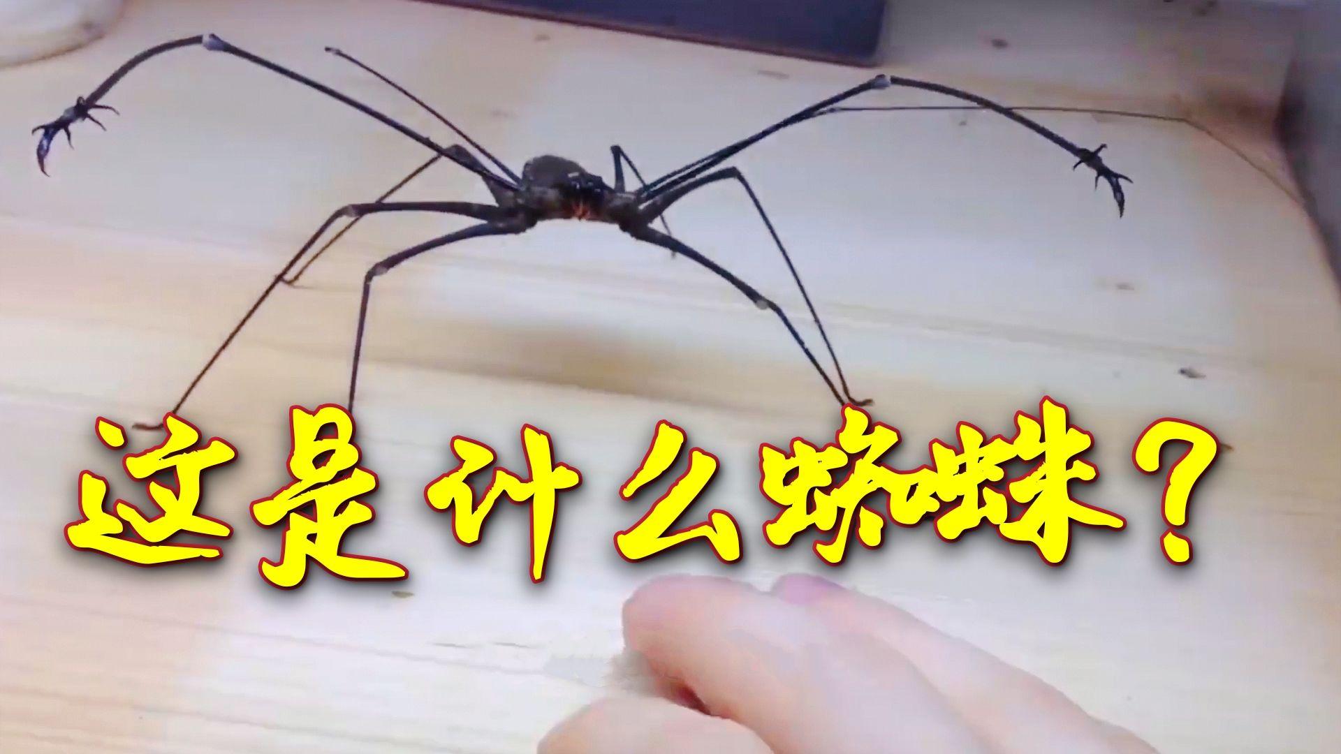 长着两个大钳子跟个帝王蟹似的,这是什么蜘蛛?有认识的吗? - 知乎