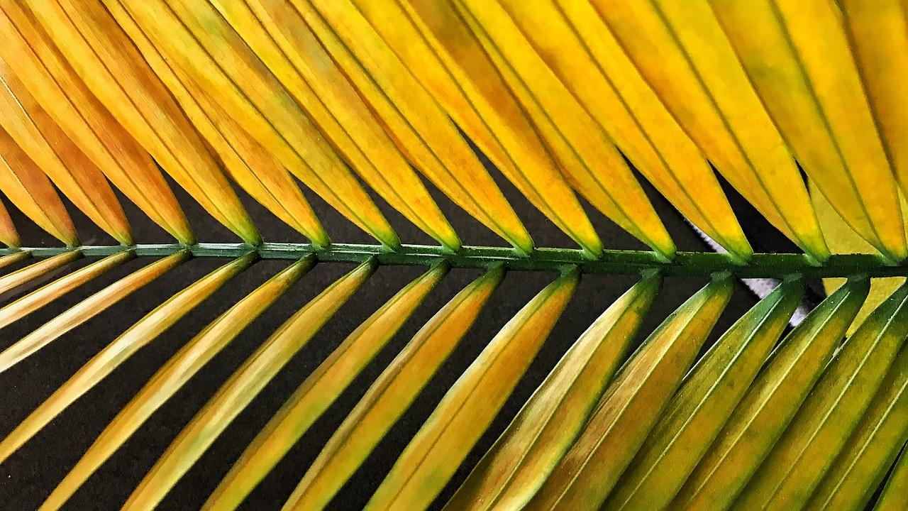 3. 棕榈叶装饰技巧