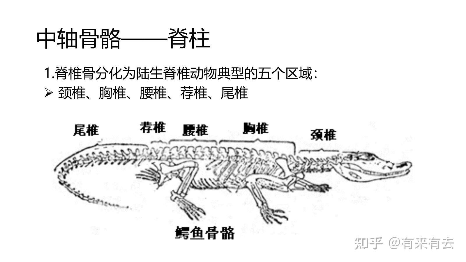 爬行纲骨骼系统特点归纳