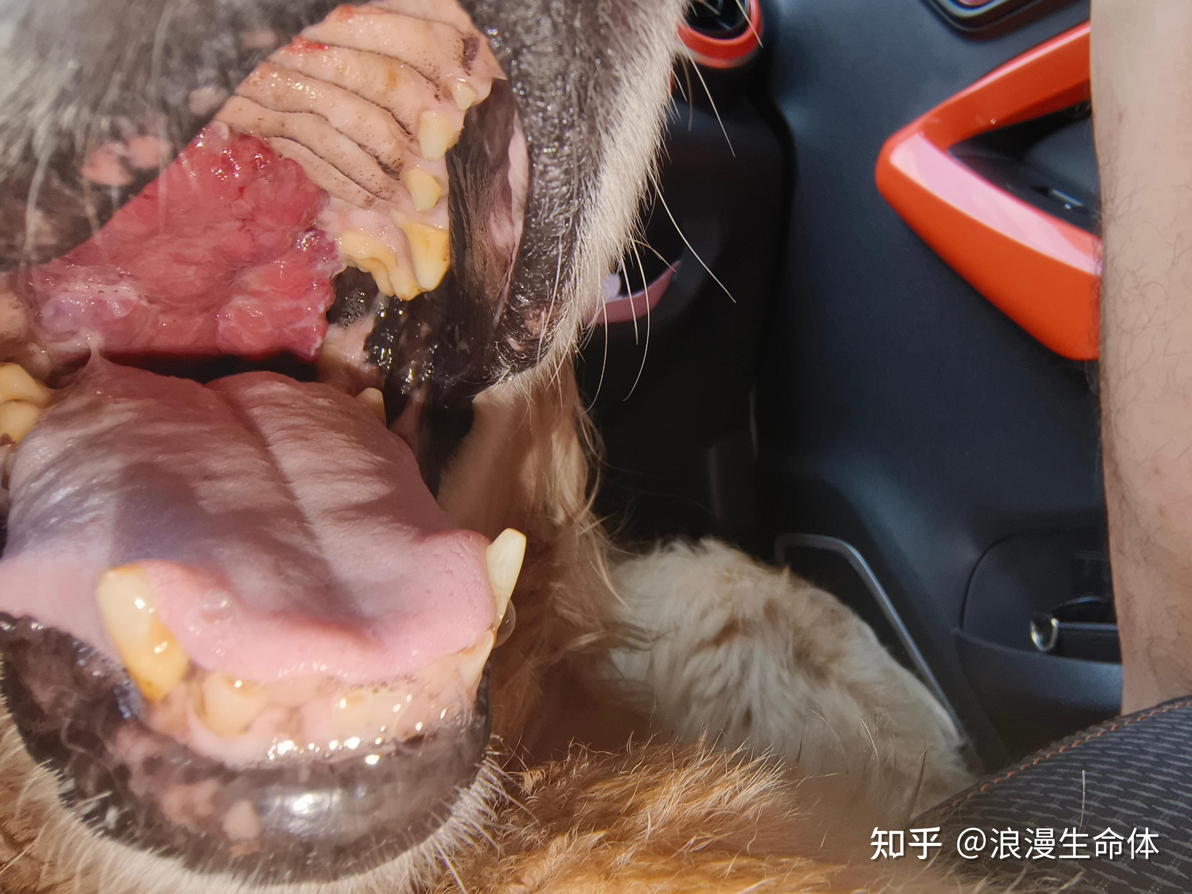 麻烦有懂的朋友看下我家狗子口腔里这是个啥,我们