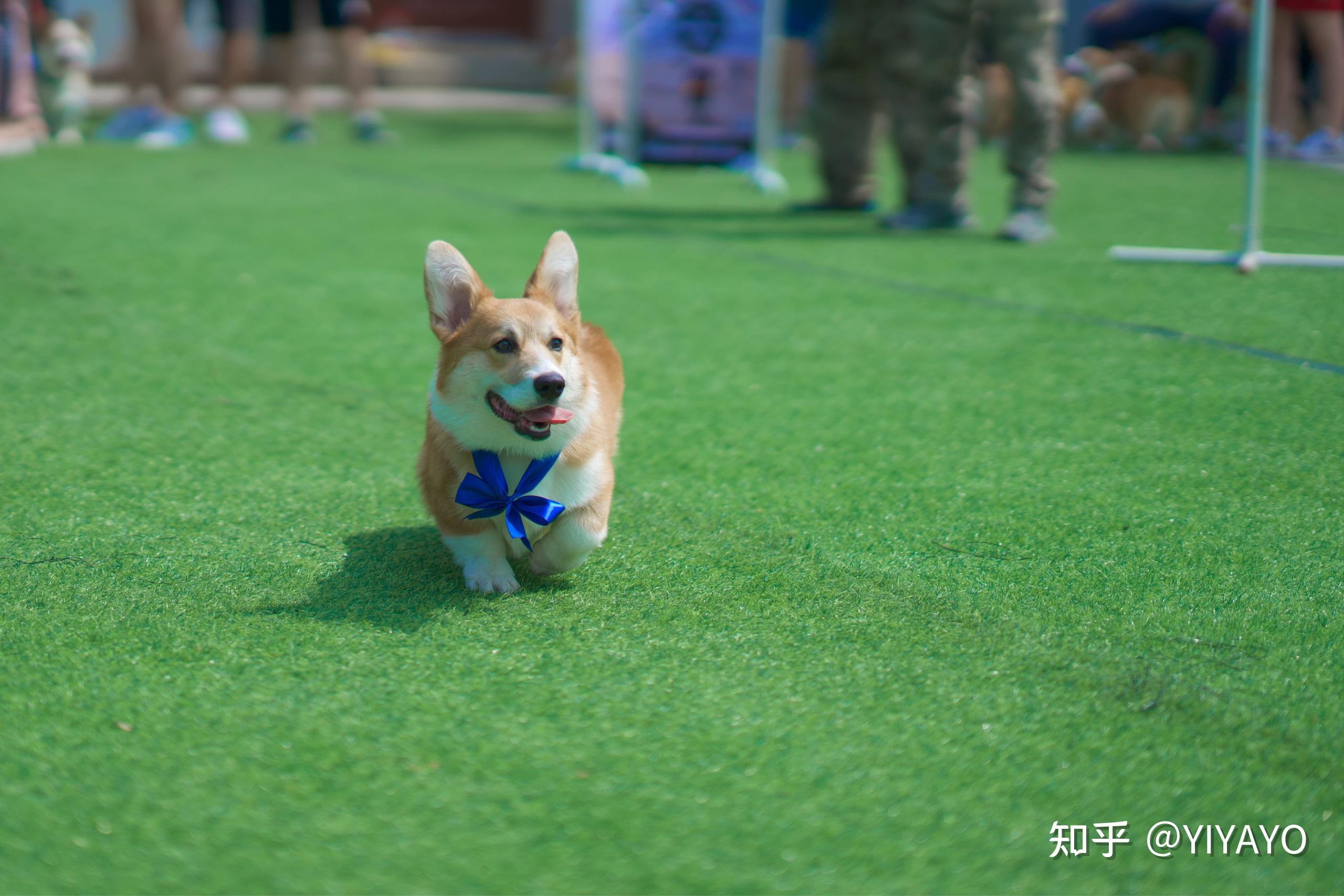 奶油臉柯基長大後臉上黑毛會褪嗎