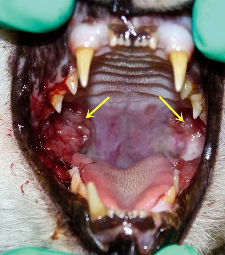 猫咪口腔炎的症状图片图片